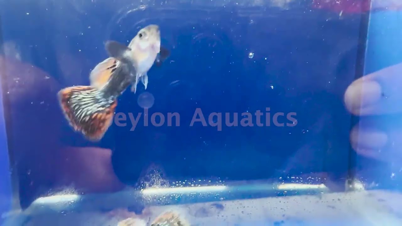 2130 - Guppy Dumbo Ear Variegated Cobra