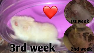 3 Weeks Old Hamster by Yolli bee 189 views 2 years ago 10 minutes, 9 seconds