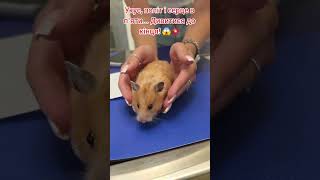Укус, політ і серце в п'яти... Дивитися до кінця! 😱💥Дивитися до кінця! Напад хижака в ефірі ⚠️🐹