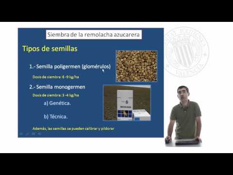 Vídeo: On es cultiva el sucre de remolatxa?