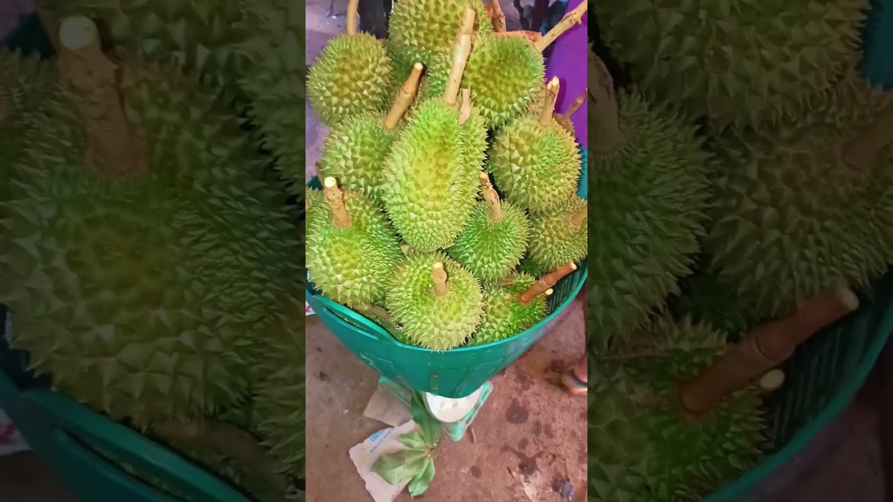 "Discover the Secrets of the Durian: Seasonal Harvest of the King of Fruits 