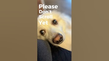Please Don’t Scroll Yet 🐶  #dogs #shorts #dogmom#funnydogs #comedy #tiktok #reels #puppyeyes