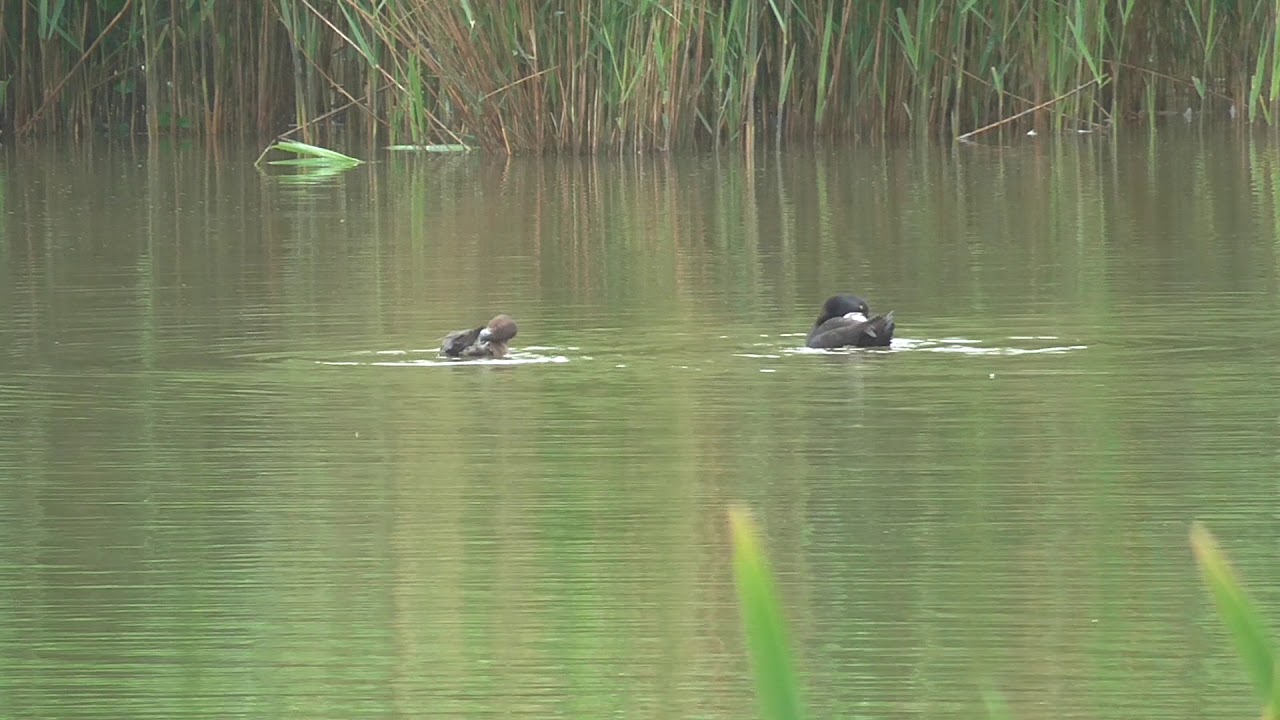 rain man Tufted Duck Pair - North Moors Pool & Marsh - Upton Warren