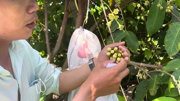 Mận hồng mst khi nào cần bao trái và ngừa sâu bệnh như thế nào? 3/3/2025