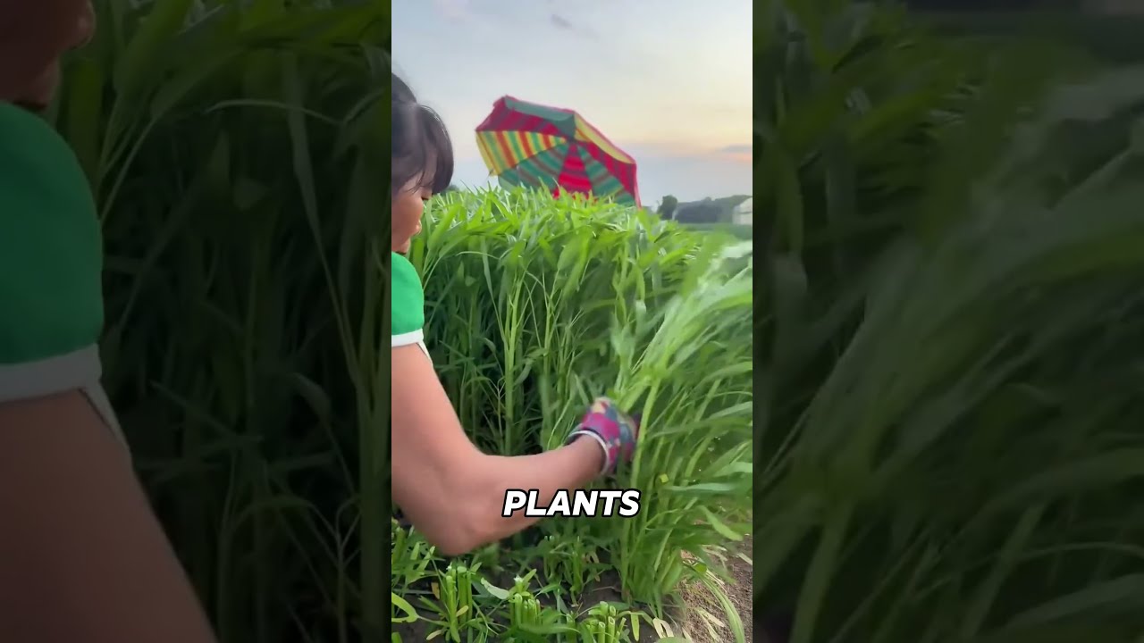 Farming Hack You Ve Never Seen Before 