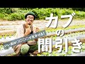 【カブの間引き】カブの栽培のコツは間引きにあり！？いい苗を選んで大きなカブに育てよう。