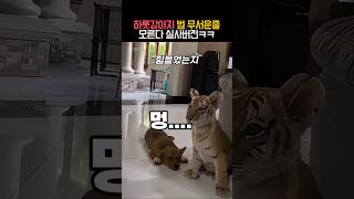 하룻강아지 범 무서운줄 모른다 실사 버전 #동물