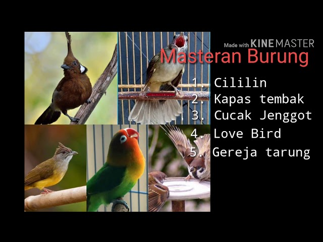 Masteran burung cililin | kapas tembak | cucak jenggot | Lovebird | Gereja tarung class=