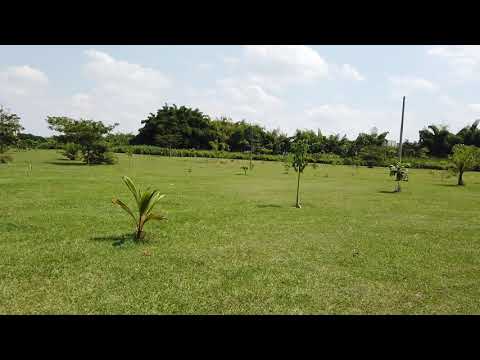 DJI Osmo Pocket Video Test FPV Mode 1080p 60fps RAW Video Test 3
