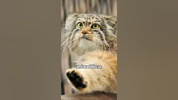 Video 7330751: manul cat cute, manul animal, animals cutest cats