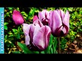 8 Variedades de Tulipa más hermosas