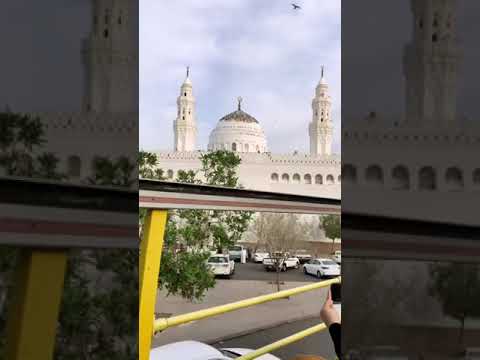 ليتني في سرب الحمام