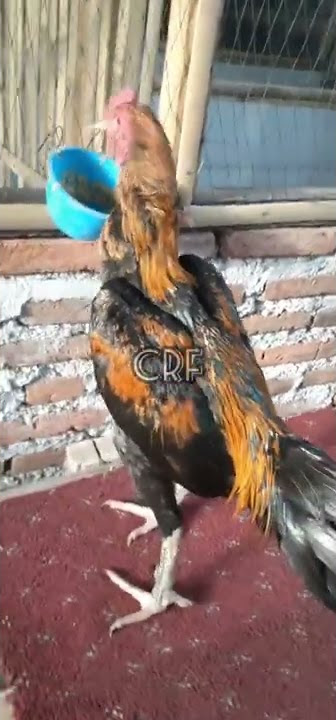 AYAM PAKHOY LINE BLACK BULL X RED JAPAN SAMAN SANDANG..🐓💯✔