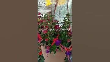 ارح سمعك وقلبك💚 أروع تلاوه صباحيه💟 صباح الخير والبركة💮