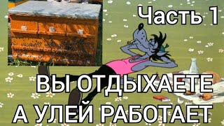 видео: УНИКАЛЬНЫЙ УЛЕЙ ДЛЯ КАЖДОГО картинка: УНИКАЛЬНЫЙ УЛЕЙ ДЛЯ КАЖДОГО
