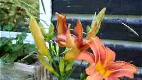 Nancy Today: Daylilies for lunch (daylilies 2) ASMR