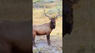 Giant Elk With Massive Antlers 😱🔥"#Wildlife#Elk#NatureLovers#Animals#hunting#shorts