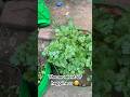 The moment of happiness #garden #terracegardenindia #gardening #coriander