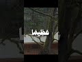 الشيخ محمد ايوب القرآن الكريم المصحف الشريف الشيخ محمد ايوب القرآن الكريم المصحف الشريف