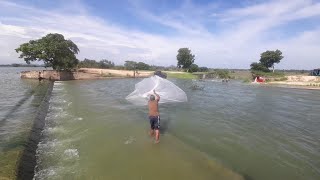 Fishing Video Sri Lanka  Cast Net Fishing