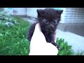 Baby kittens take a walk