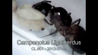 Camponotus Ligniperdus