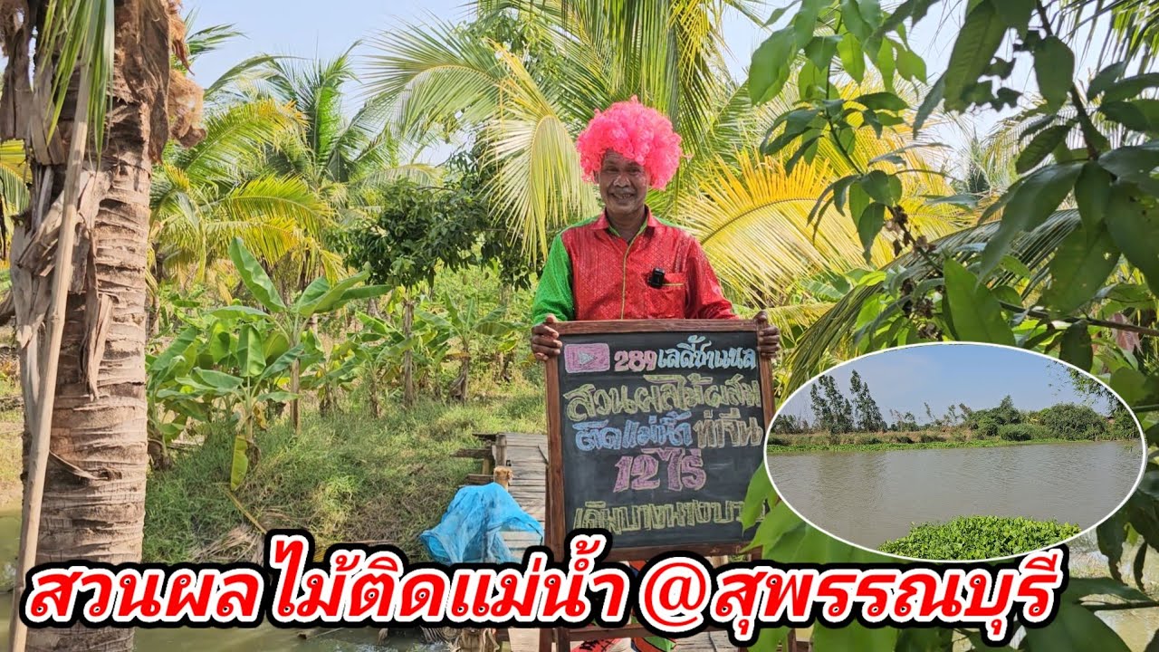 ขายสวนมะพร้าวพร้อมผลไม้ผสมติดแม่น้ำ โฉนด12ไร่ เดิมบางนางบวช​ สุพรรณบุรี​