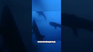 🦈 Whale Sharks: Live Birth?! 🤯 You Won't Believe How These Gentle Giants Are Born!
