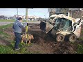 Bobcat S175 / Благоустройство территории Дома Советов в Калининграде: посадка деревьев и озеленение