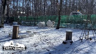 何度も通る除雪車を一生懸命追いかけるルンルンとアランです　Great Pyrenees　グレートピレニーズ