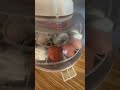 Baby Chicks 1 week old!