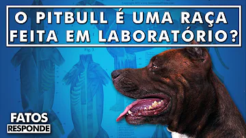Para que o pitbull foi criado?