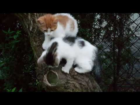 funny-&-cute-baby-cats-video-compilation