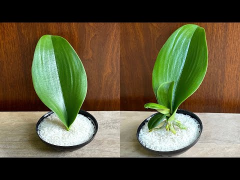 Just Rice! The Orchid Leaves Immediately Root and Bloom Year Round