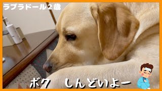 【ラブラドールレトリーバー】愛犬が体調不良です by ルパンのしっぽ 653 views 2 months ago 5 minutes, 41 seconds