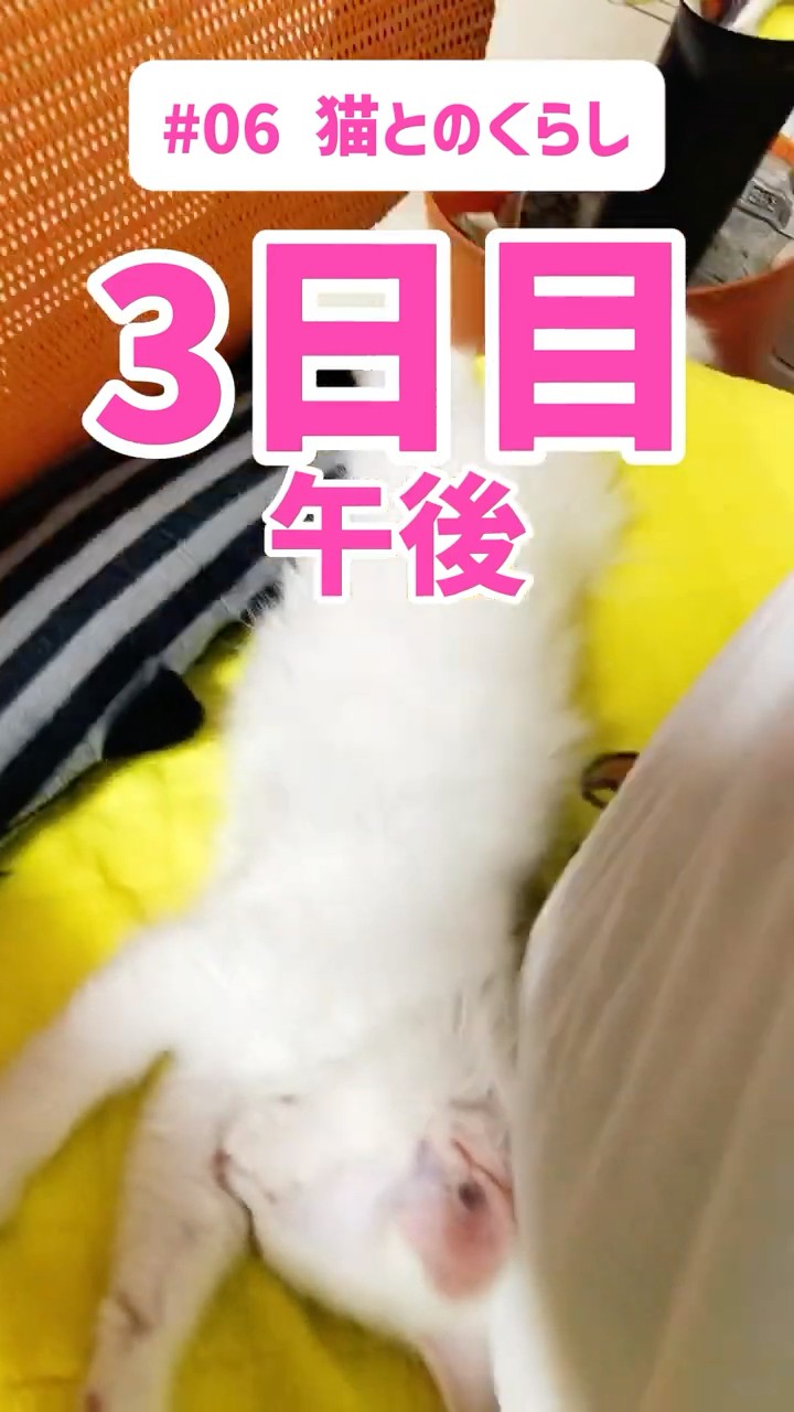 【猫が居る生活】 猫がいる暮らし - YouTube