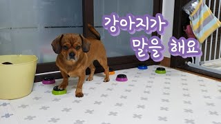 강아지에게 말을 가르쳤더니 말문이 터졌습니다ㅋㅋㅋThe dog is talking lol