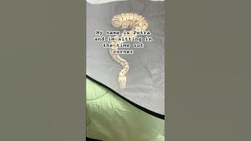Petra is in time out #lol #snake #funny #fyp #cute #animal #pet #trend #trending #shorts