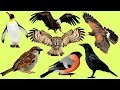 Животные для детей часть 10| Учим Птиц | Учим названия и голоса Птиц для детей