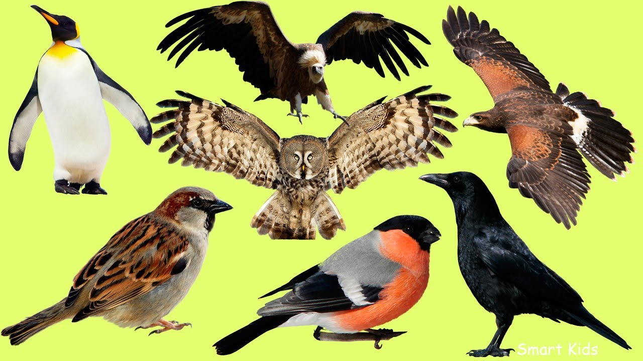 ⁣Животные для детей часть 10| Учим Птиц | Учим названия и голоса Птиц для детей