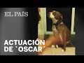 Un perro simula DESMAYARSE para evitar que le corten las uñas