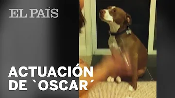 ¿Pueden sentir los perros cuando les cortas las uñas?