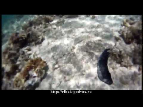 Голотурии, морские кубышки