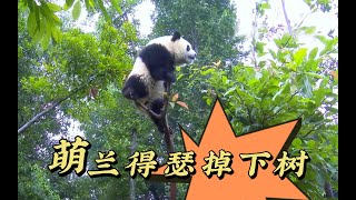 little Menglan drop down the tree😢#panda #熊猫 #funny