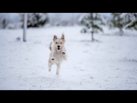 Imágenes de las primeras nevadas en España: la nieve tiñe de blanco el norte