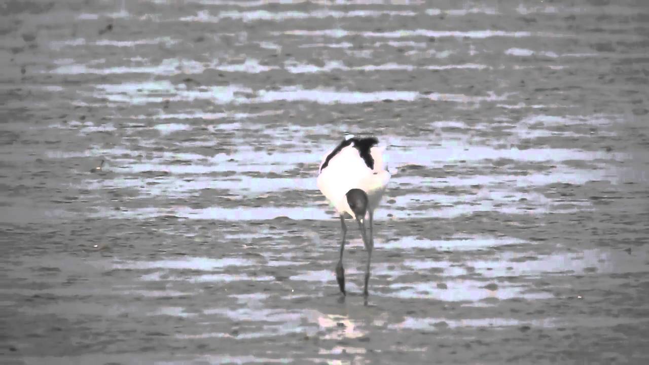 Pied Avocet 
