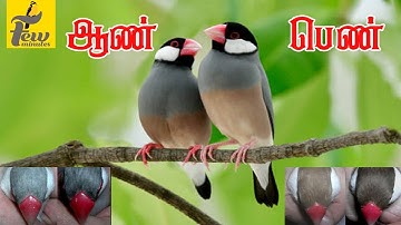 how to identify male and female java bird in tamil