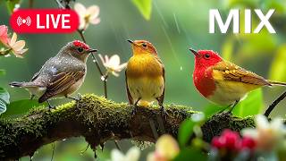 Beautiful Bird Sounds with Soft Piano 🍃 Calming Music for Mental Clarity, Meditation & Relaxation screenshot 2