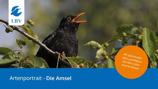 Die Amsel  Wächter unserer Singvögel