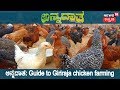 ಅನ್ನದಾತ | Giriraja, The Faster Growing Chicken Brings Profit For K'taka Farmers | Aug 8, 2018